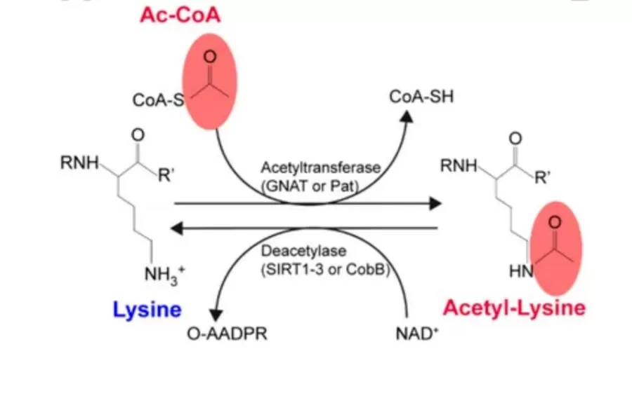 Histone Acetylation and Deacetylation Modifications